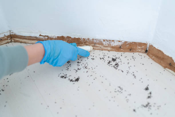 Wasp Removal Services in Villanova, PA